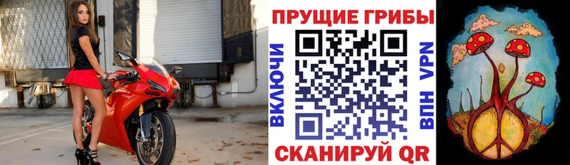 закладка  Вельск  это телеграм  Галлюциногенные грибы прущие грибы  ОМГ ОМГ как зайти 